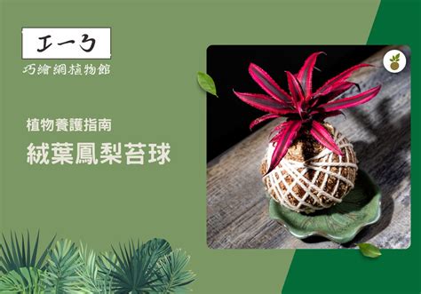 絨葉鳳梨開花|絨葉鳳梨的栽培照護方法